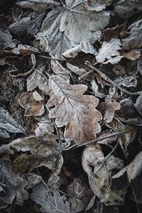 Close-up of dry leaves on snow covered land