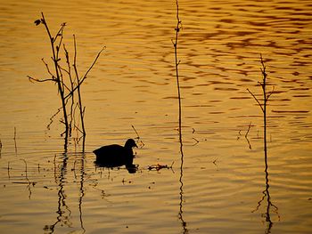 Ducks swimming on lake during sunset
