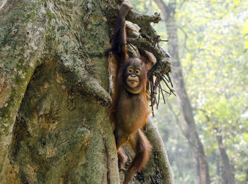 Orangutan hanging from tree trunk in forest