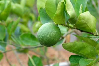 Close-up of fruit growing on tree