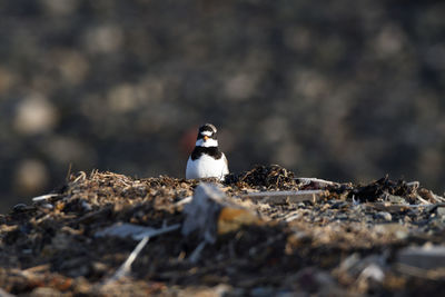 Bird perching on rock