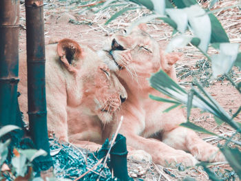 View of two cats