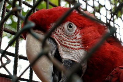 Close-up of parrot in cage