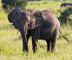 Elephant walking in a park