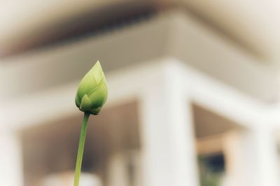 Close-up of flower growing outdoors