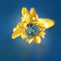 Close-up of yellow flower against blue background