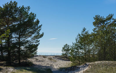 Trees against sky