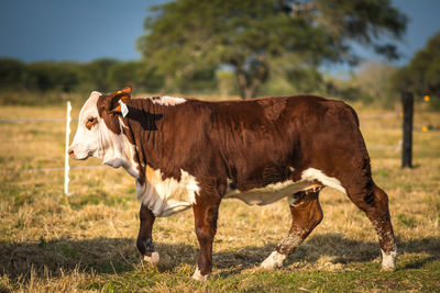 Cow standing in a field