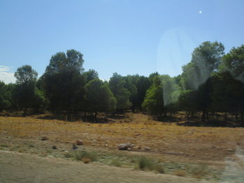 View of trees on field against sky