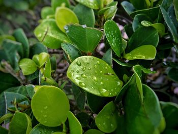 Close-up of raindrops on leaves