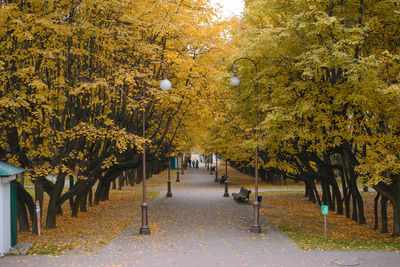 Minsk, belarus. october 2020. central entrance, alley to the botanical garden in autumn