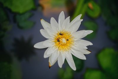 Close-up of insect on flower