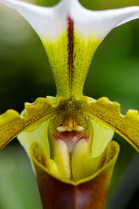 Close-up of yellow flowering plant