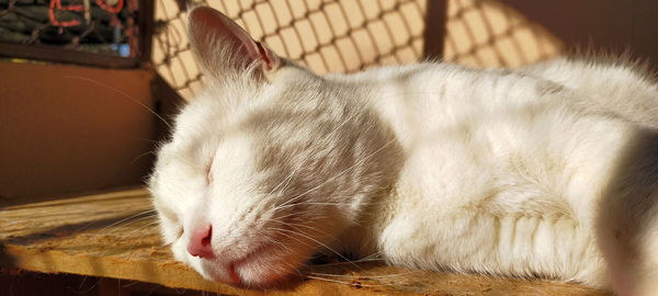Close-up of cat sleeping