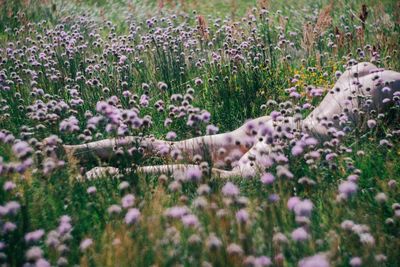 Naked person lying amidst flowers on field