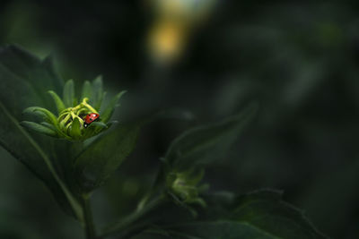 Ladybug explore nature