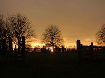 Silhouette of trees at sunset