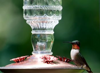 Close-up of bird perching on feeder