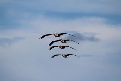 Low angle view of seagulls flying in sky