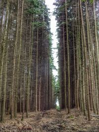 Trees growing in forest