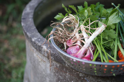 High angle view of plant in container