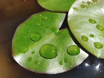 Close-up of water drops on leaves