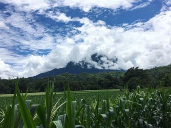 Scenic view of field against cloudy sky