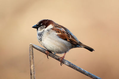 A sparrow perched on a twig in a garden with blurred background