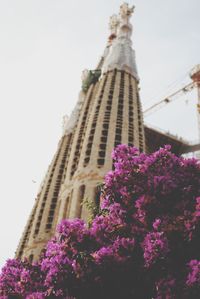 Low angle view of flowers