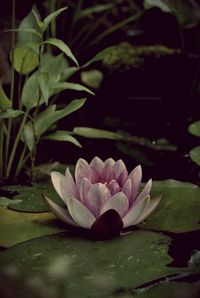 Close-up of flower floating on water