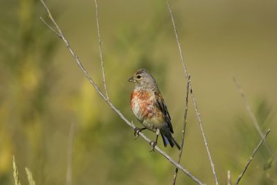 Close-up of bird perching on branch