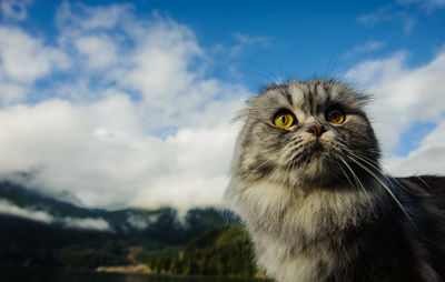 Close-up of scottish fold kitten looking up against cloudy sky