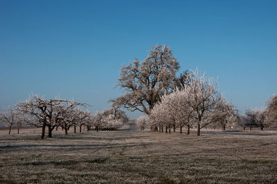 Trees on field against clear blue sky