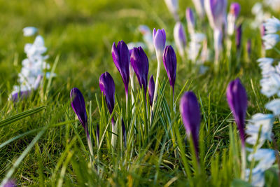 Close-up of purple crocus flowers on field