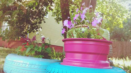 Close-up of potted plant