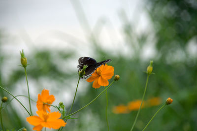 Close-up of insect on yellow flower