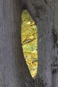 View of tree trunk