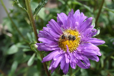Close-up of bee pollinating on purple flower
