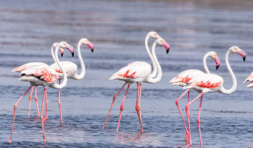 Close-up of flamingos in lake