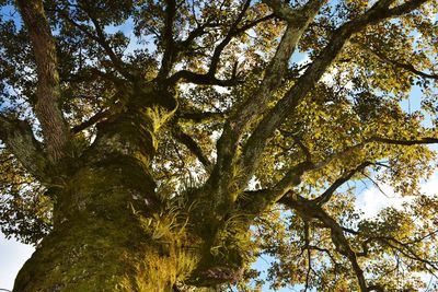 Low angle view of tree