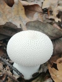 Close-up of mushroom growing on field