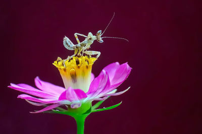 Close-up of insect pollinating on flower