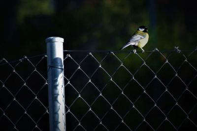 Close-up of bird perching on chainlink fence