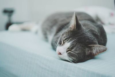 Close-up of a cat resting on bed