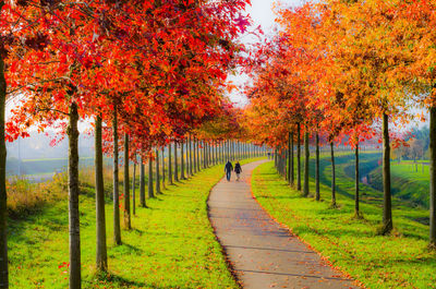 People walking on footpath amidst autumn trees at park