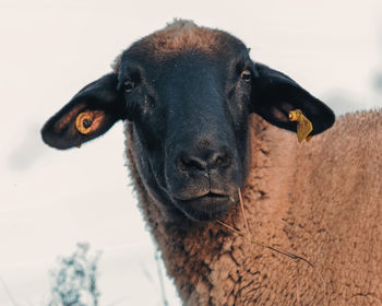 Close-up of goat