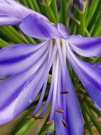 Close-up of purple flowering plant