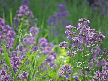 Close-up of purple flowering plants on field