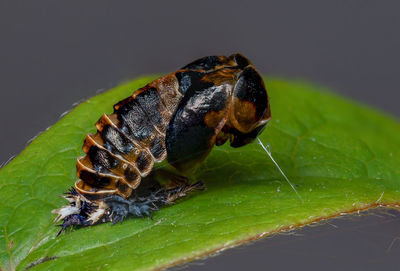 Close-up of insect on leaf