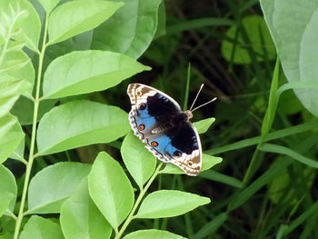 High angle view of butterfly perching on leaf